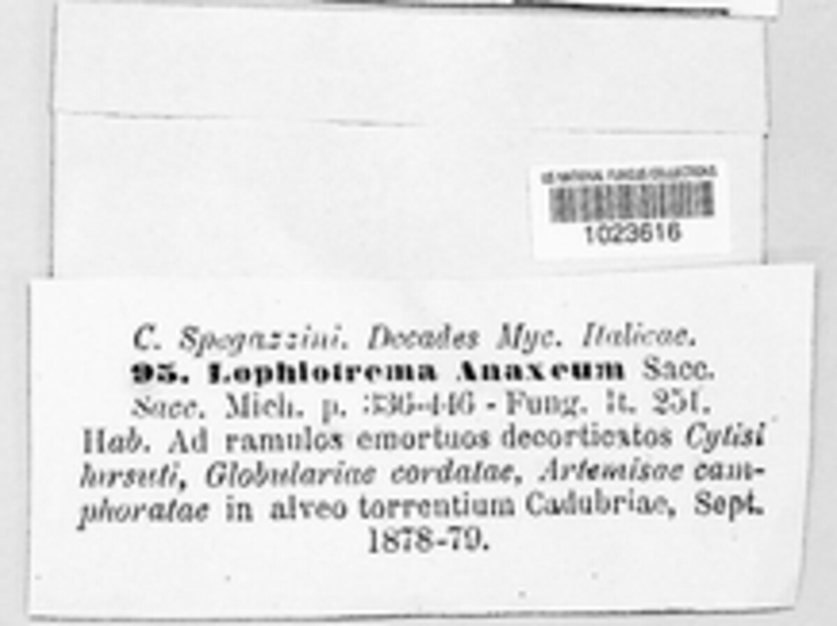 Lophiostoma anaxaeum image